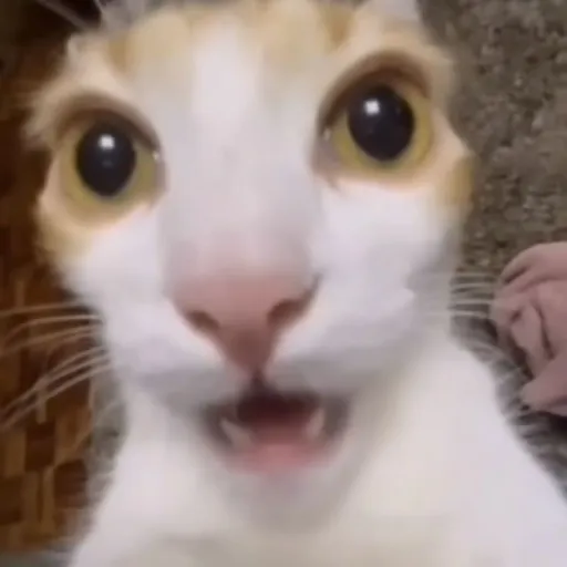 creator ☆``𝙼𝙰𝚁𝚈``☆'s avatar