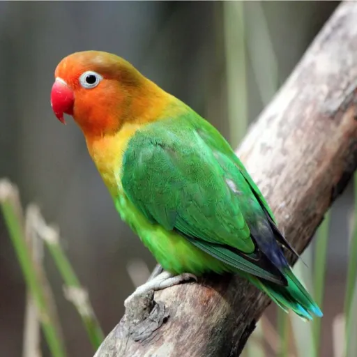 creator {<BirdWorshiper>}'s avatar