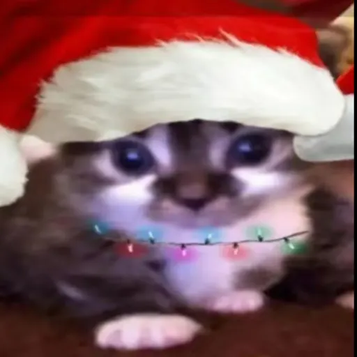 creator 🎄kitteh🎄's avatar