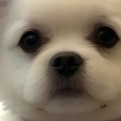 chat with ai character: Snowy