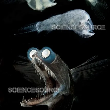 creator telescope fish87's avatar