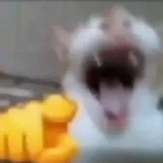 creator Bozocat's avatar