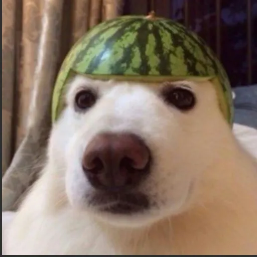 creator Mango25's avatar