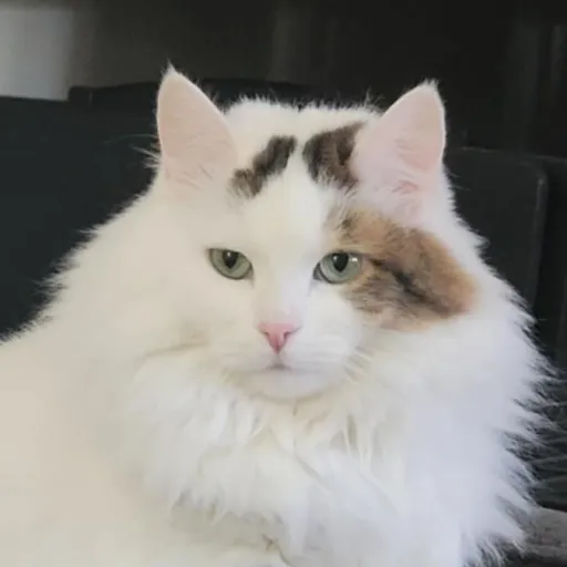 creator TheHolyGhost's avatar