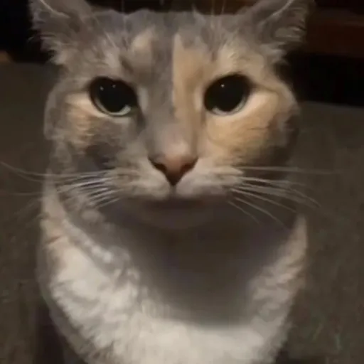 creator funnycat's avatar
