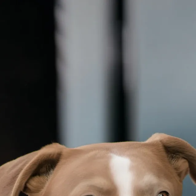 chat with ai character: dog