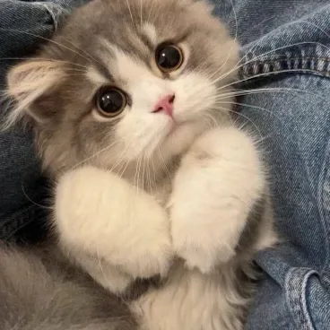 creator kit_cat<3's avatar