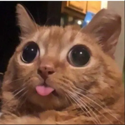 creator fluffertin's avatar