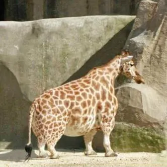 creator fat baby giraffe's avatar