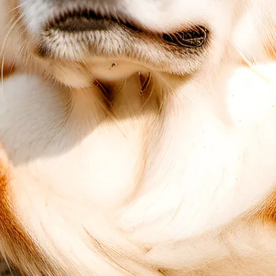 chat with ai character: Dog