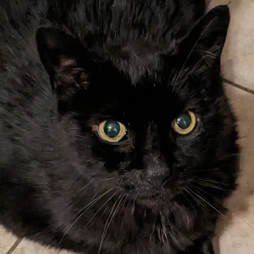 creator cat named spidey's avatar