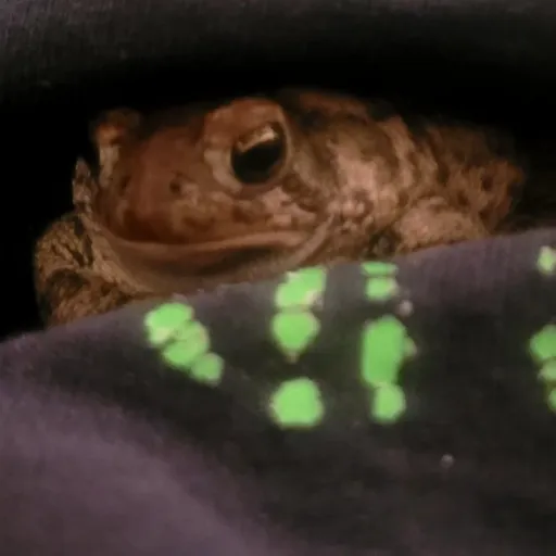 creator toad lover's avatar
