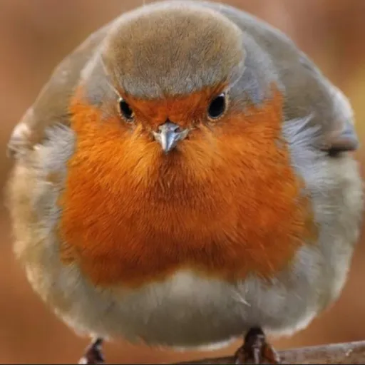 creator ZeChonkeyBirb's avatar