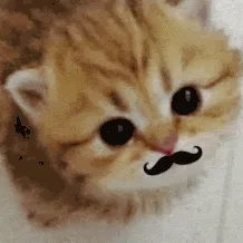 creator Heartsformycat!'s avatar