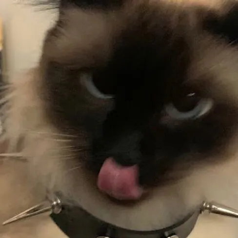 creator 🤍Kittymitty🤍🍡's avatar