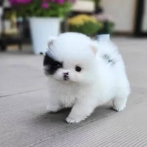 creator Doglover123's avatar