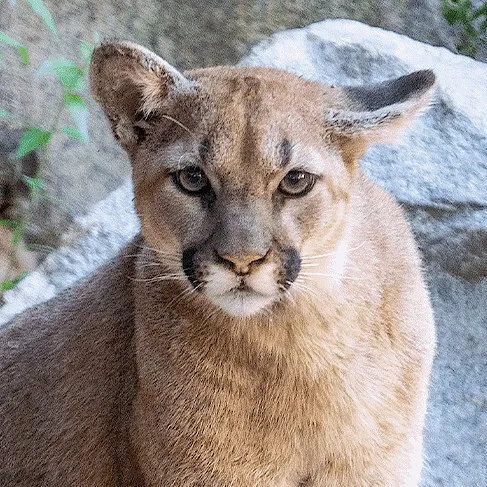 creator Catamount at Heart's avatar