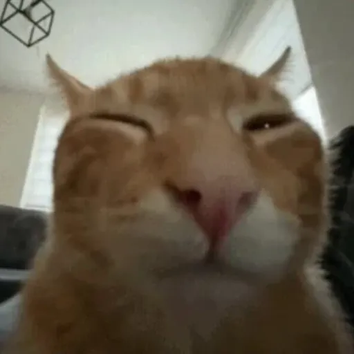 creator Buh Cat's avatar