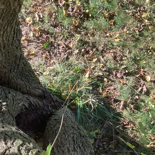 creator tree…'s avatar