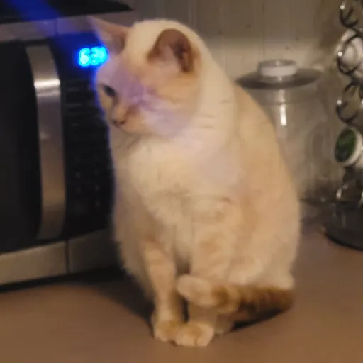 creator Odin the cat's avatar