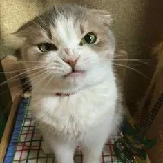 creator MadCatasourus's avatar