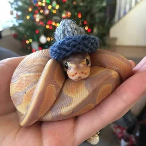 creator the_snakeQUEEN👑🐍✨'s avatar