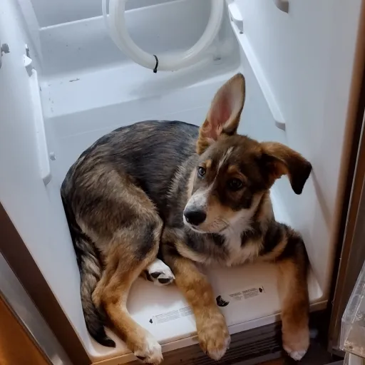 creator TherianOutnumbered's avatar