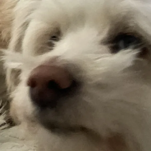 creator His name is Scooby's avatar