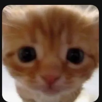 creator El Gato Tonto's avatar
