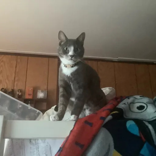 talkie's author avatar