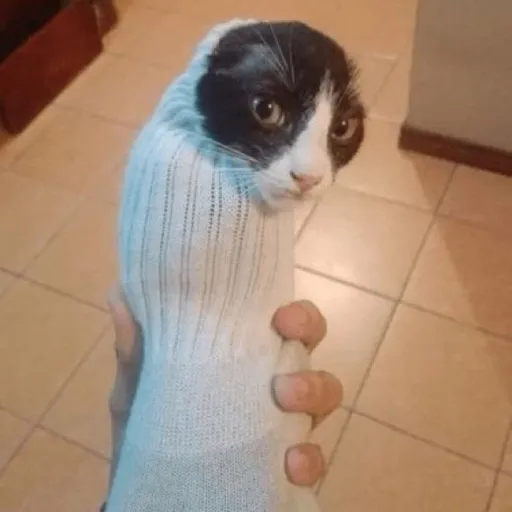 creator yo mamas purrito's avatar