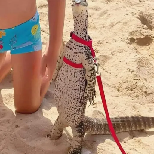 creator Skinny Lizard Man's avatar