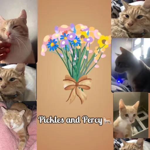 creator Pickles_kitty!! X's avatar