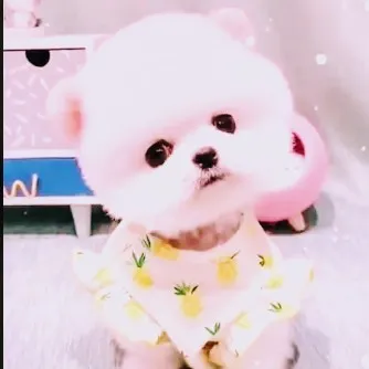 creator teacup puppy's avatar