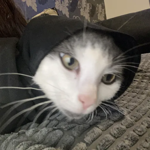 creator Hijabi cat's avatar