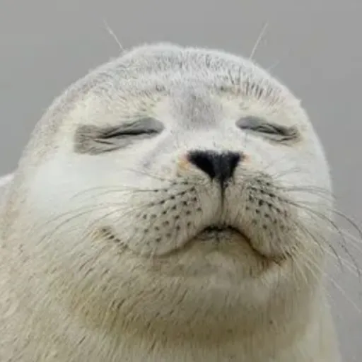 creator cammy_the_seal's avatar