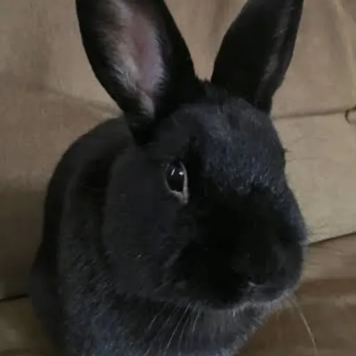 creator blacky bunnies's avatar