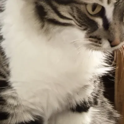 chat with ai character: Mha’s cat