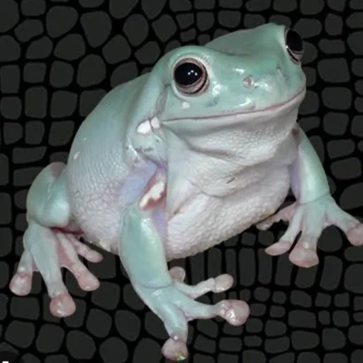 creator frogy man's avatar