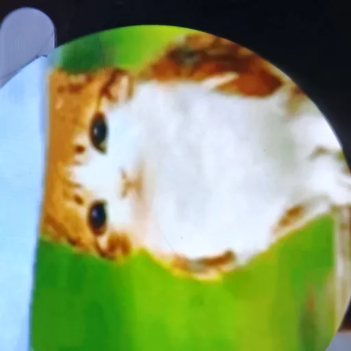 creator Meowl9's avatar