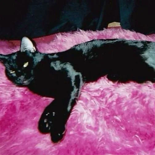 creator ` cursedkittyyy π·,'s avatar