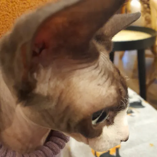 creator the spookyest cat's avatar