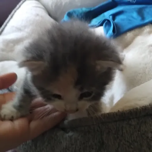 creator Cute kitten & cats's avatar