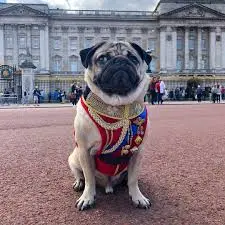 creator Puglover2015's avatar