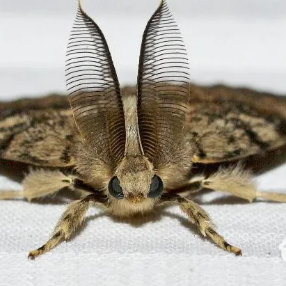 creator ask-a-moth-n-bee's avatar