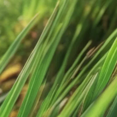 chat with ai character: Grass
