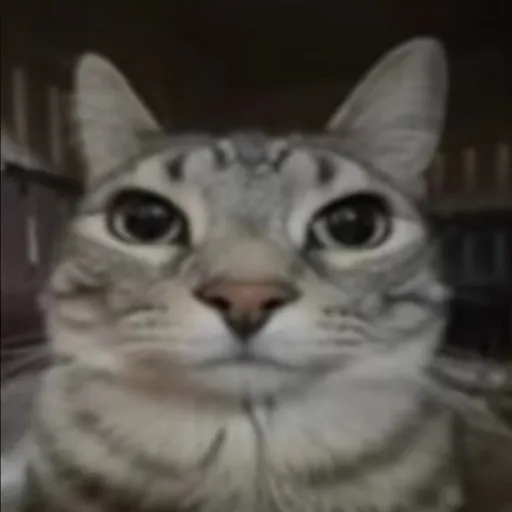 creator catngl's avatar