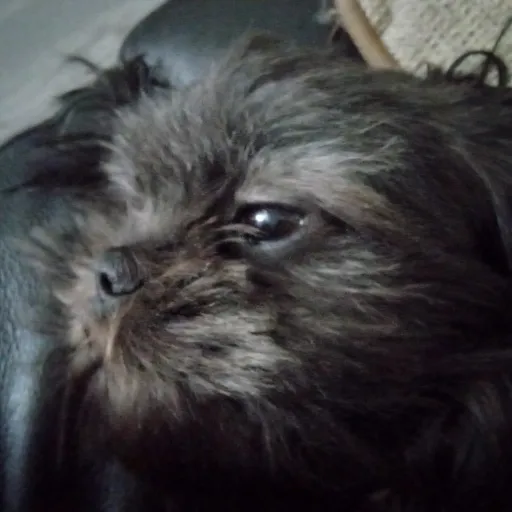 creator Dimond the puppy's avatar