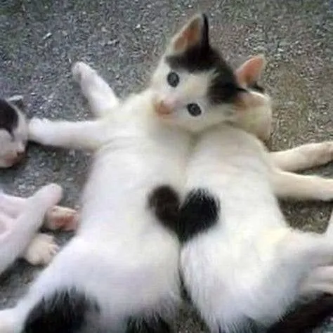 creator ★cats★'s avatar