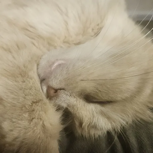 creator mousmous🐱's avatar